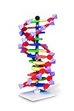 Bild von Molymod AMDNA060-12 DNA Modell